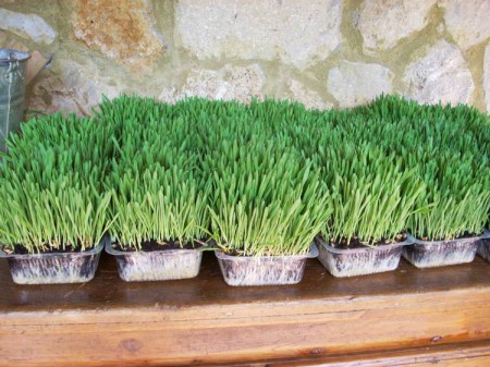 erba gatta