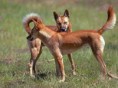 /album/galleria-fotografica/dingo2-jpg1/