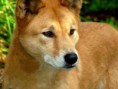 /album/galleria-fotografica/dingo4-jpg/