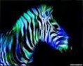/album/galleria-fotografica/zebra-jpg/