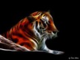 /album/galleria-fotografica/tigre-jpg2/
