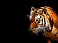 /album/galleria-fotografica/tigre00-jpg/