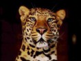 /album/galleria-fotografica/leo3-jpg/