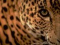 /album/galleria-fotografica/leo4-jpg/